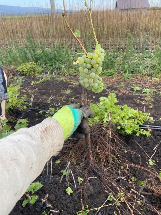 Butasi vita de vie direct de la producător de anul 2si 3