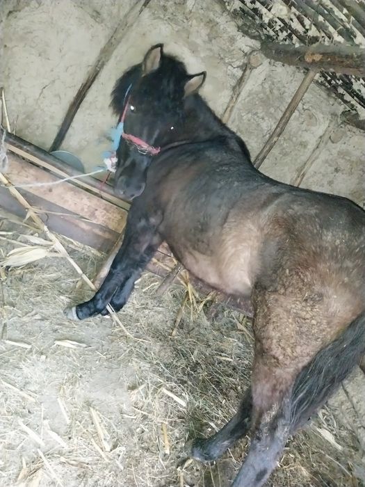 Mânză de vanzare