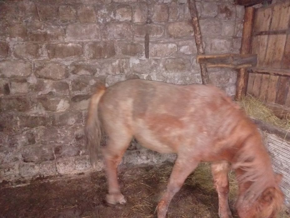 Продам два тая с откррма