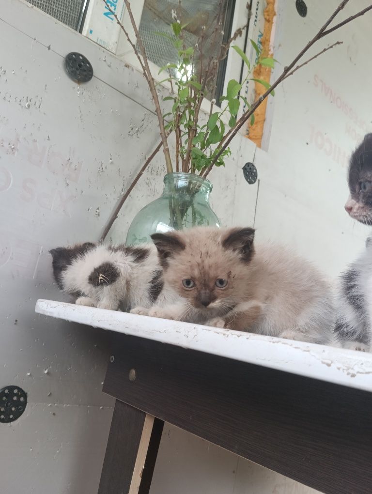 Котята  едят все
