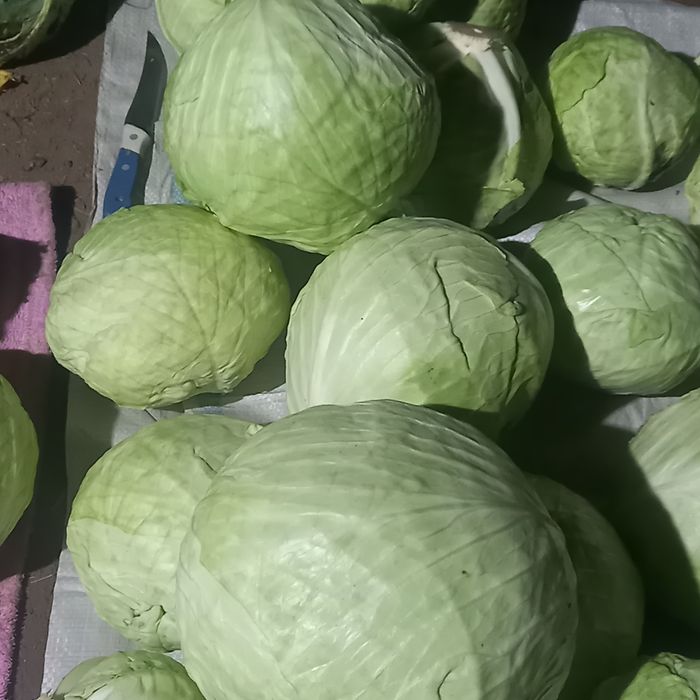 Капуста белокочанная