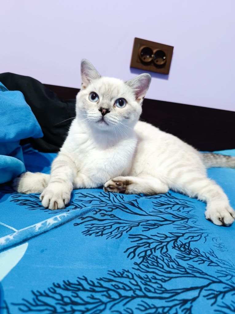 Мъжко британско коте