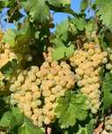 Vindem Struguri de vin Feteasca regala, Tâmaioasa Românească, Merlot,