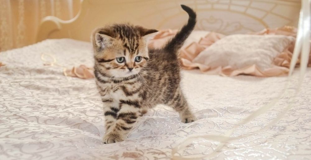 Девочки окарас мрамор, 1.5 мес