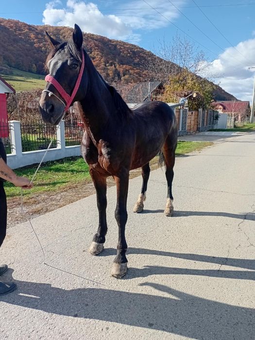 Vând cal în vârstă de 7 ani