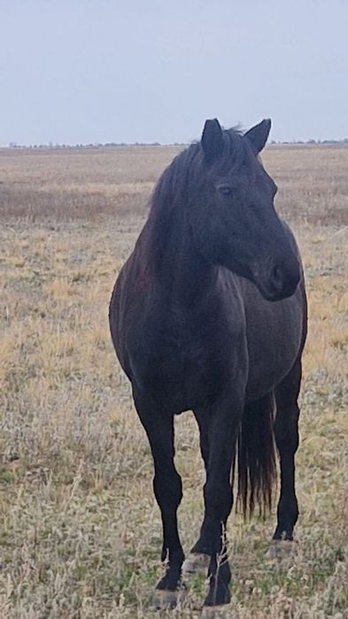 Ту бие сатылады  или весыймен