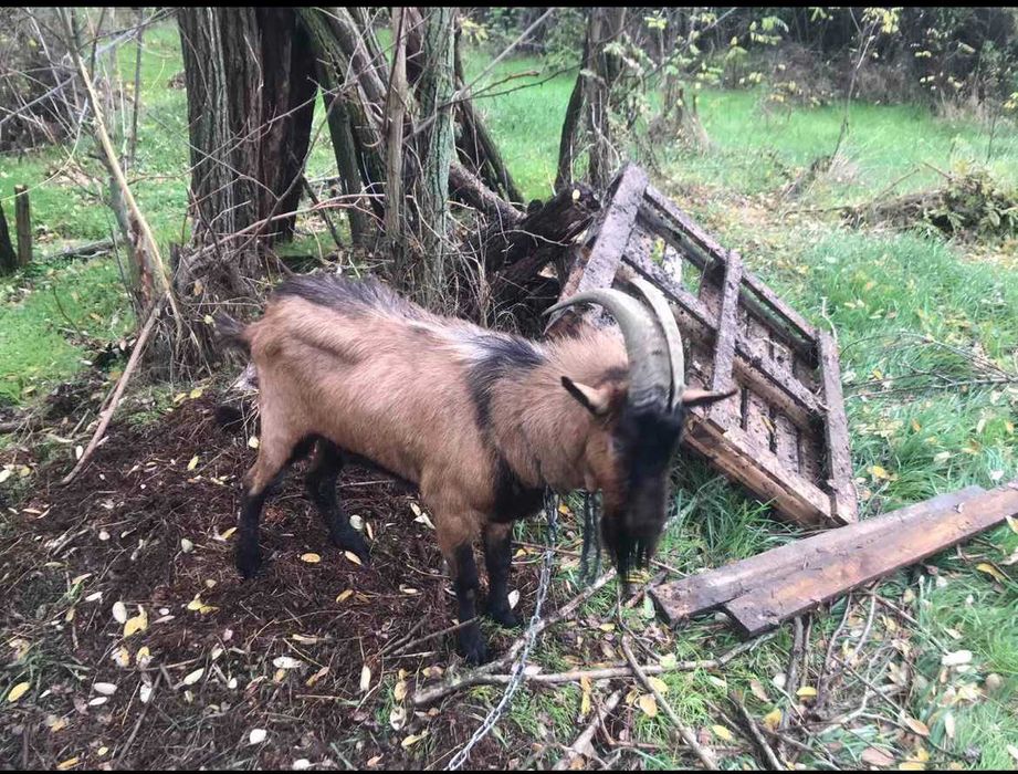 Мъжки козел, френски алпин