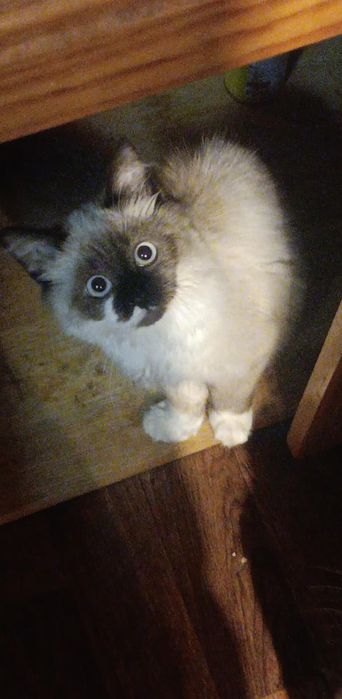 Породисти мъжки котки