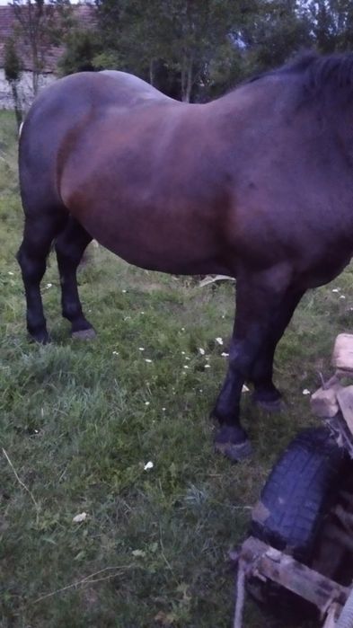 Iapa de vânzare prețul vorbim in privat aștept oferte 20 000