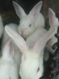 Продам кроликов 7месячных