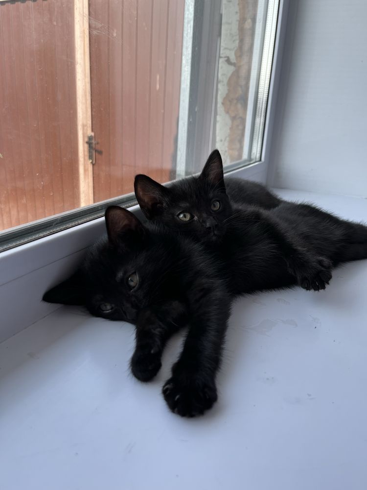 Отдам котят! 2 месяца, девочки!