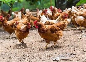 Продавам Ярки преди пронасяне-Иса Браун