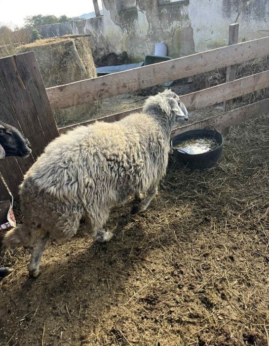 Berbeci karakul brumarii