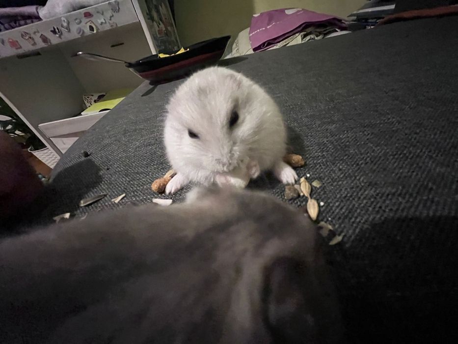 Hamsteri la 12 lei bucata