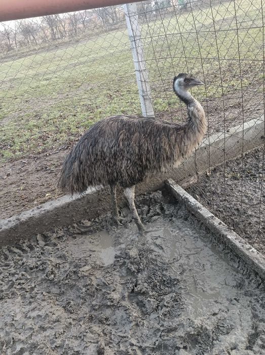 Struți Emu masculi