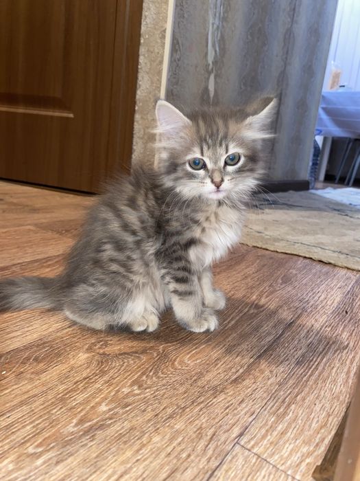 бала мысық сатылады