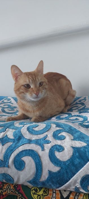 Домашние животные