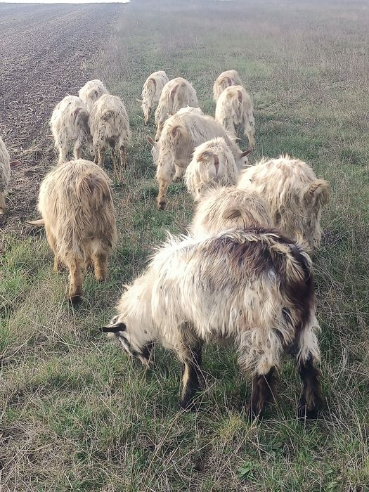 Vând iezi pentru sacrificat 10Lei kg viu și 20 carcasă