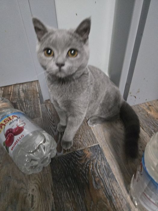 Британска късокосместа, котета