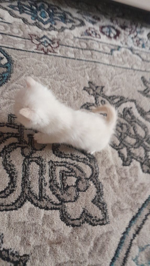 Котёнок мальчик 1 месяца