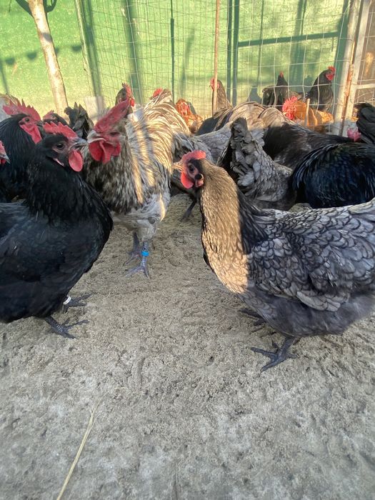 Oua gaina Australorp