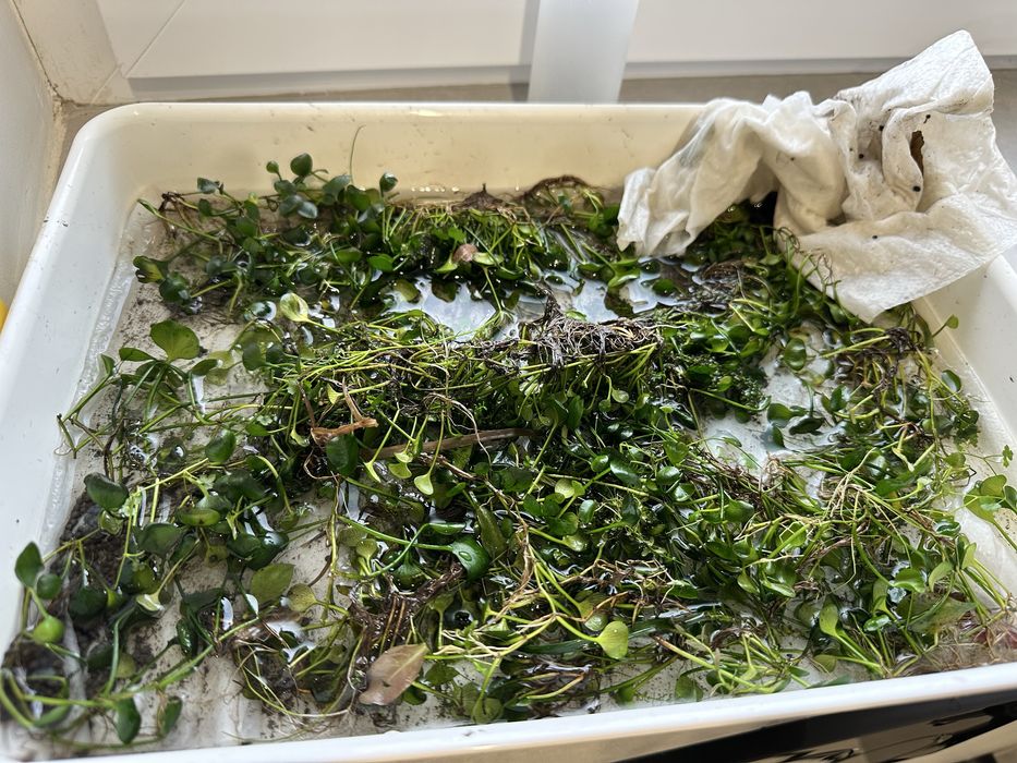 Marsilea Hirsuta, planta acvariu