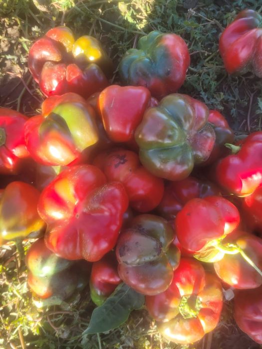 Vând gogoșar și kapia