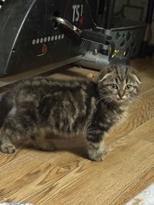 Скотиш фолд вислаухий котенок