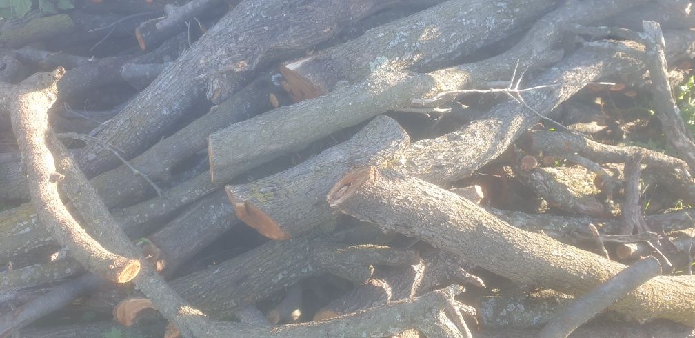lemn de foc schimb cu porumb/grâu