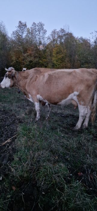 Vaci de lapte și vitei