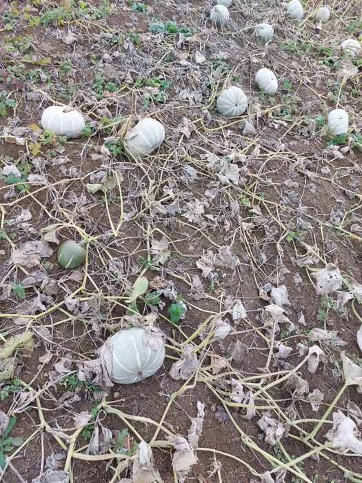 Vând dovleac de copt