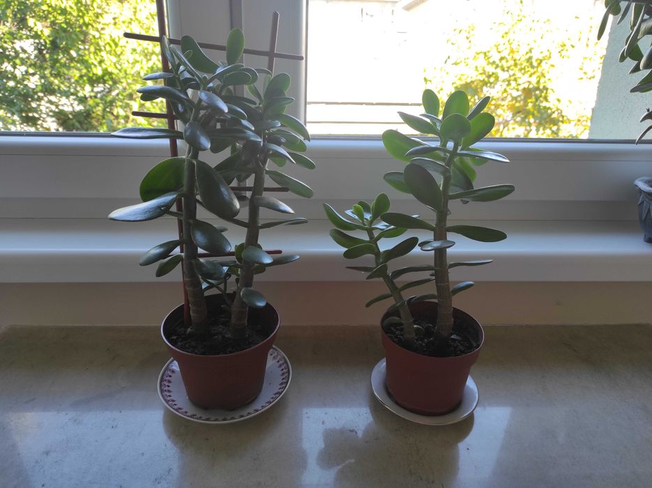 Красула, дървото на живота, различни по възраст красиви растения