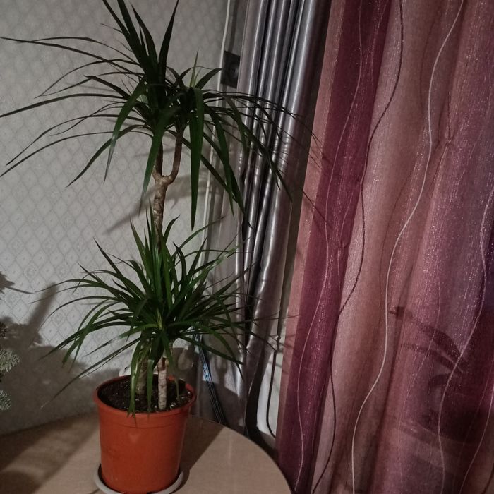 Продам Драцену 60 см