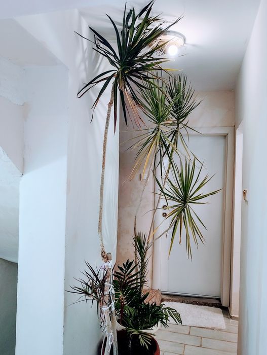 Продавам палми / цветя