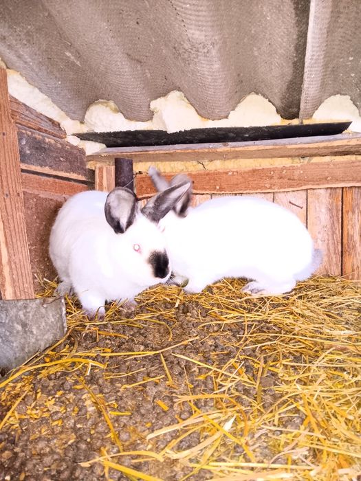 Vând iepuri Californieni