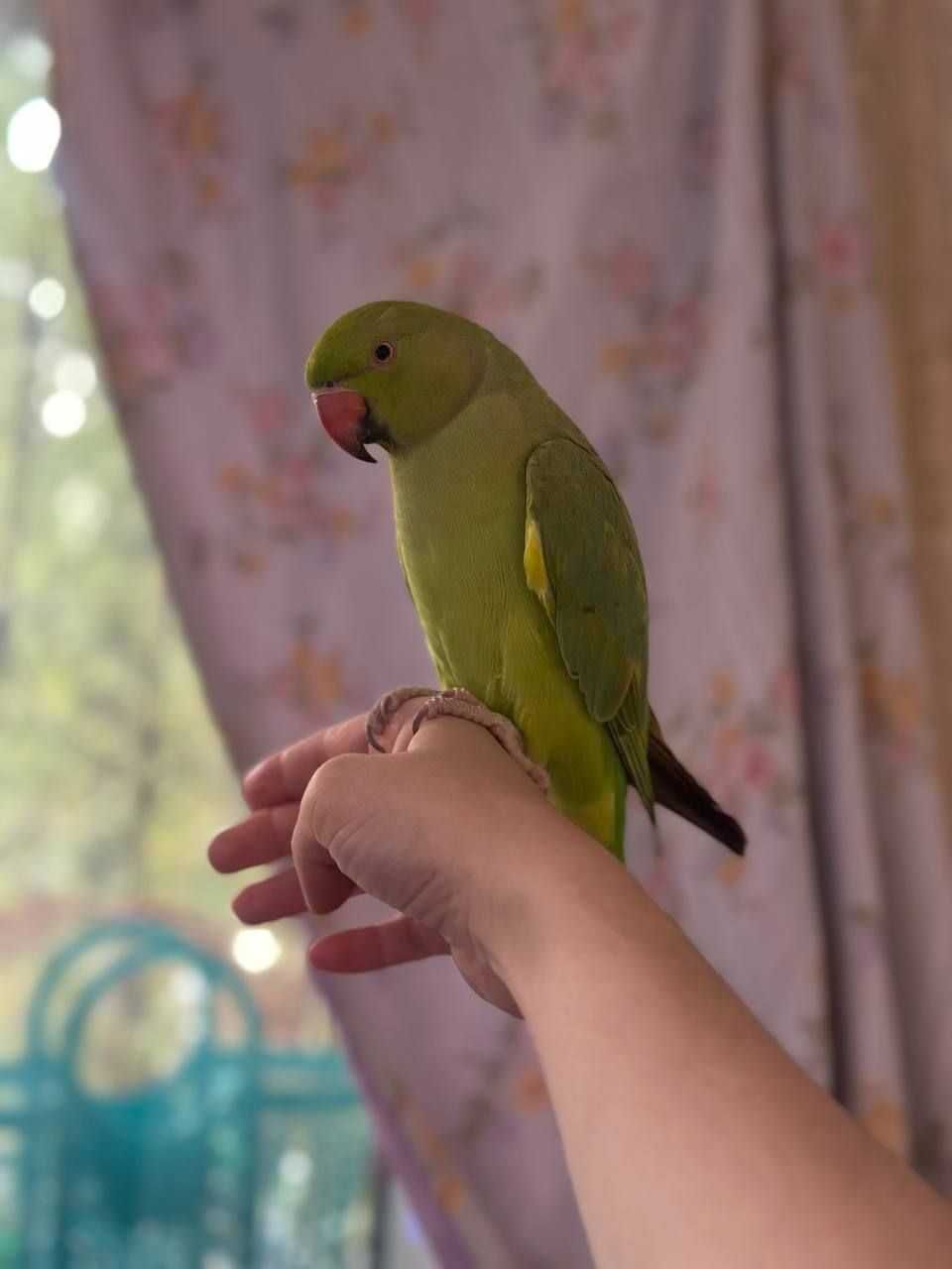 Ajirela tutiqush Ожереловый попугай