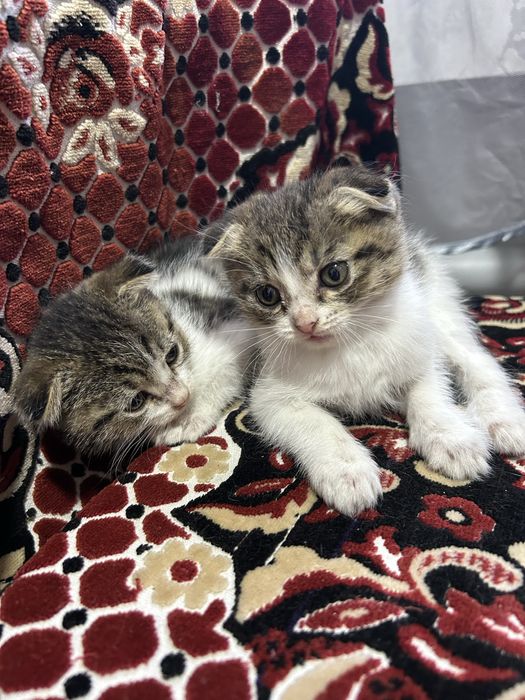 Отдадим котят в добрые руки