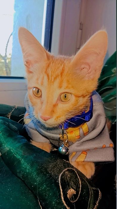 Котёнок рыжий мальчик