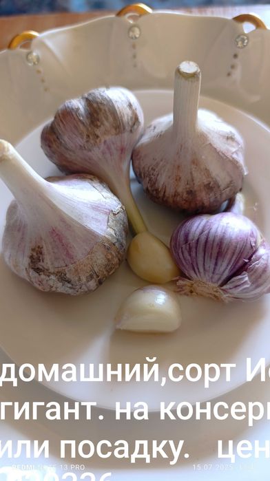 Чеснок домашний  2300