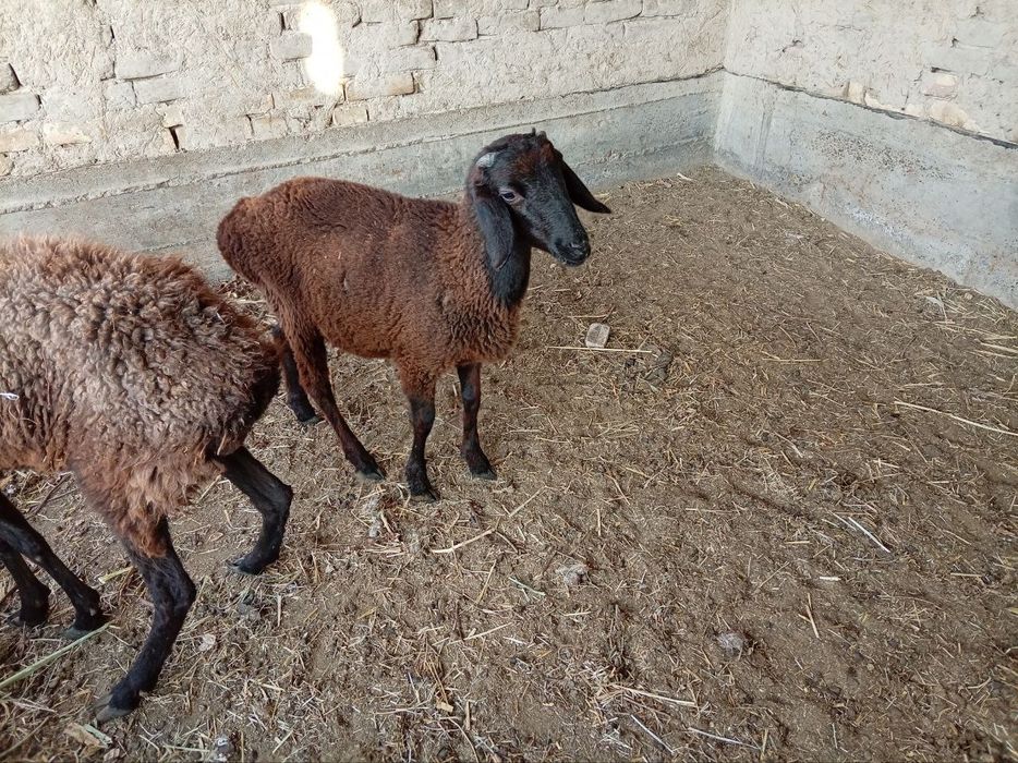 Она бола куй сотилади боласи кучкор онаси бугоз 6500