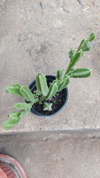 Сукулентно растение СТАПЕЛИЯ