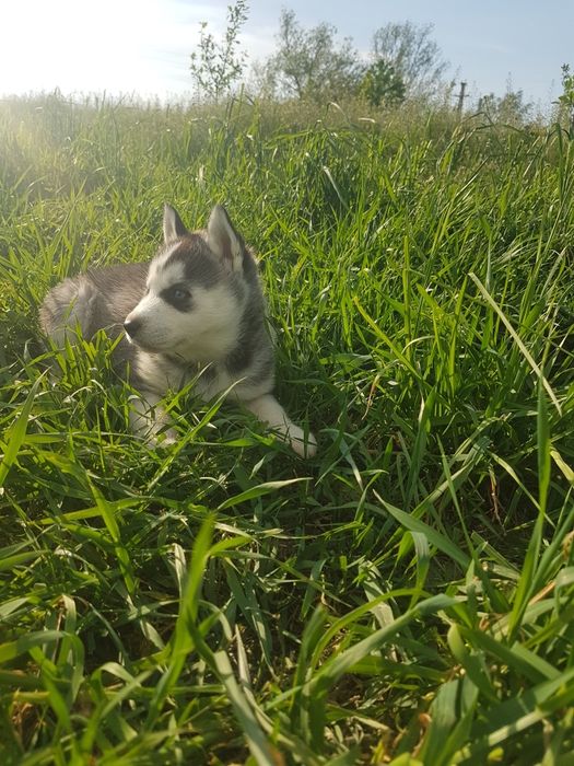 Mascul Husky cu ochi albaștri