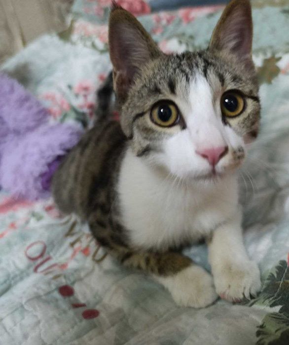 Котёнок в добрые руки