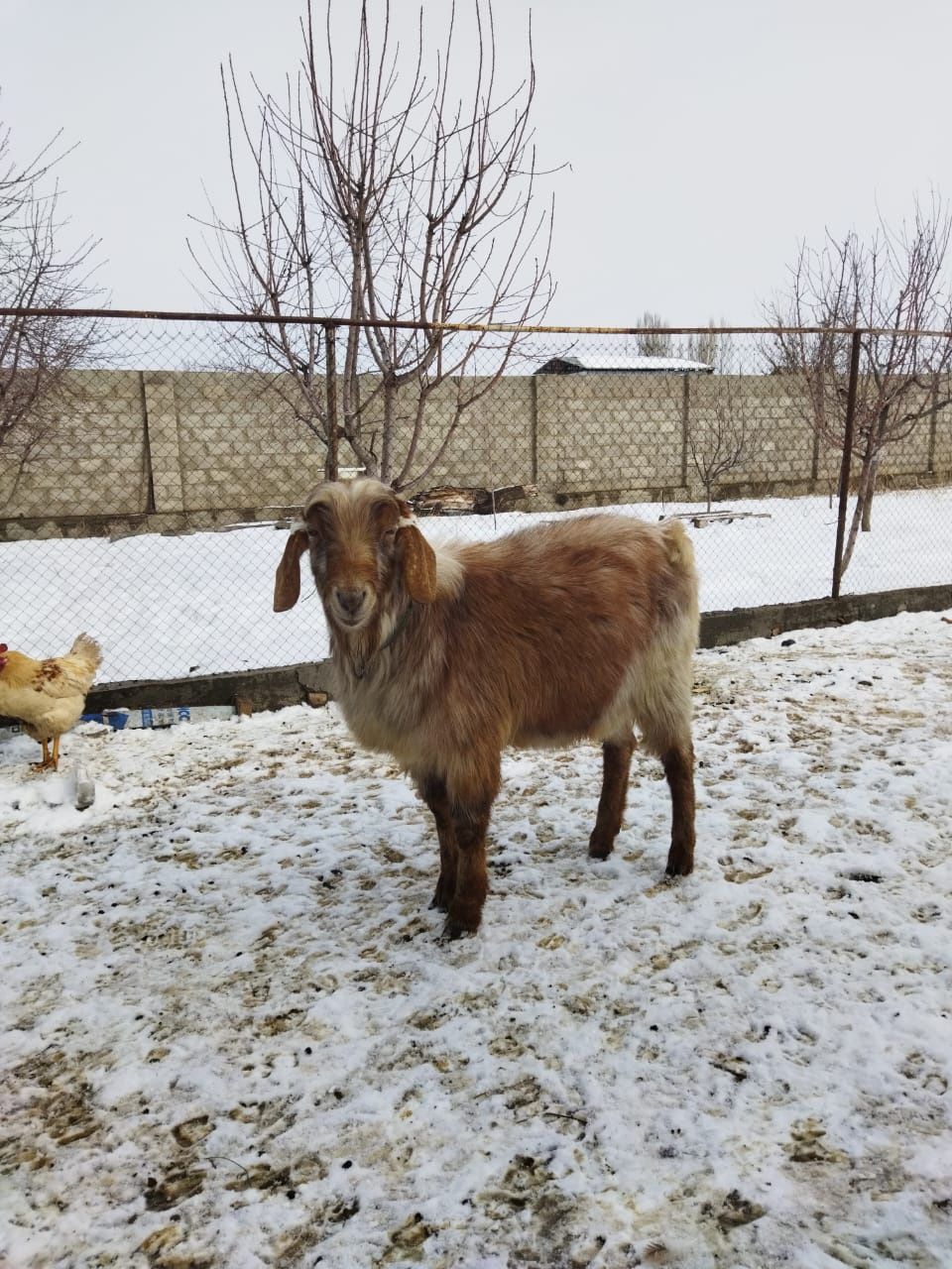 Англо нубиский козел, альпийская,зааненская коза