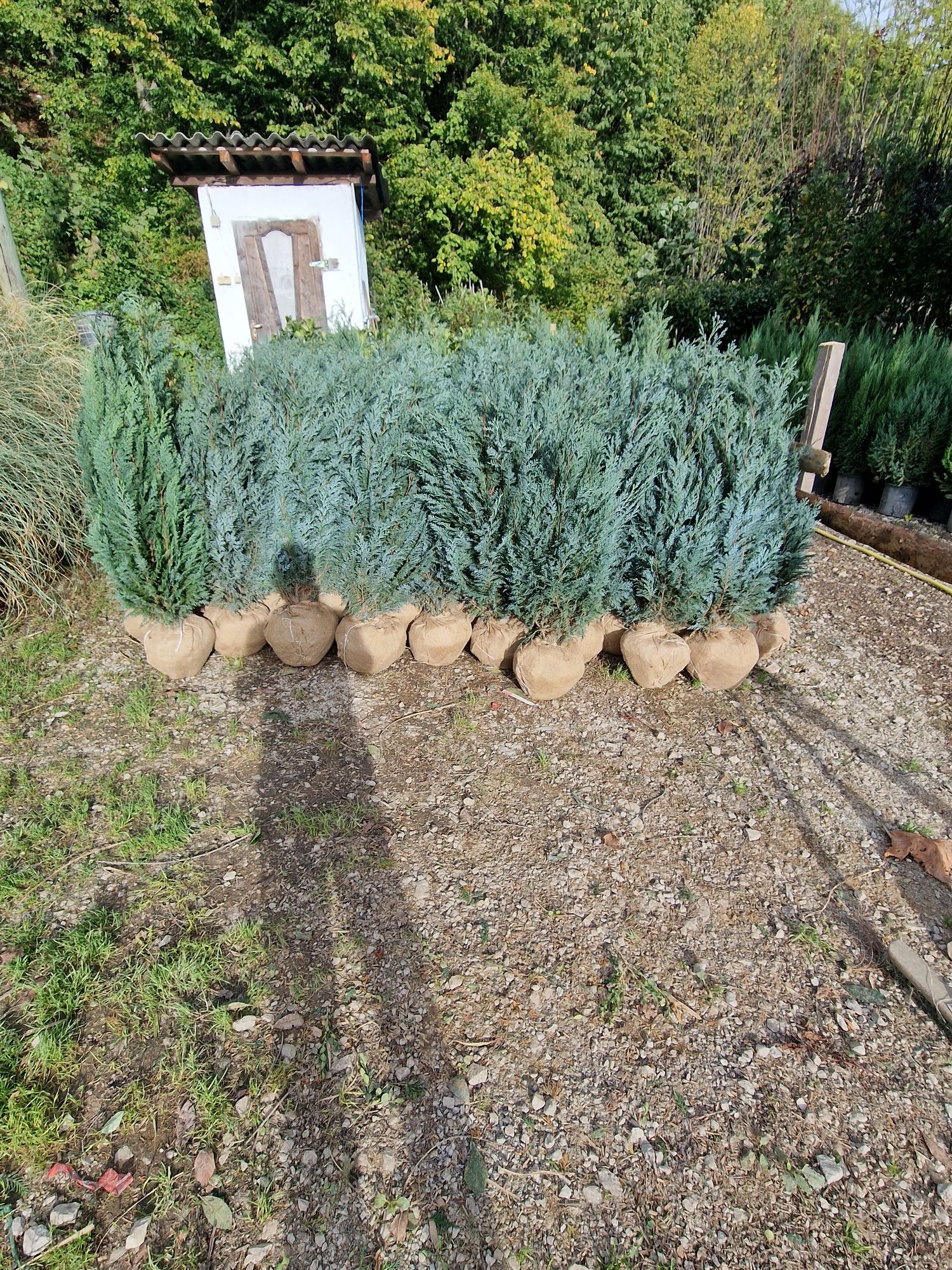 Chiparos lilandi plante de gradina