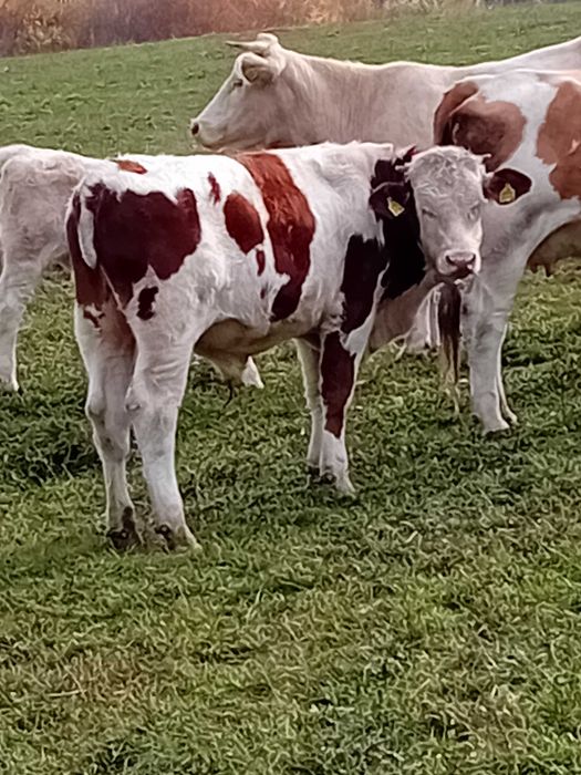 Tauri 300kg baltata romaneasca