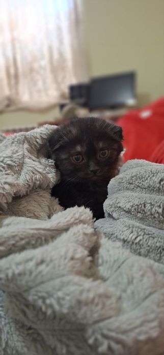 Котенок скотиш фолд