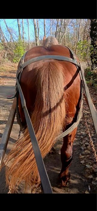 Cal castrat de 4 ani