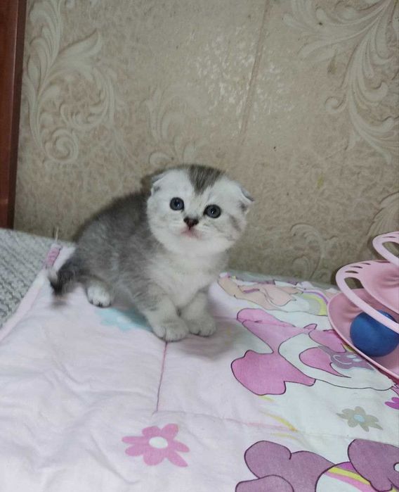Продается котенок серебристая шиншила, мальчик.