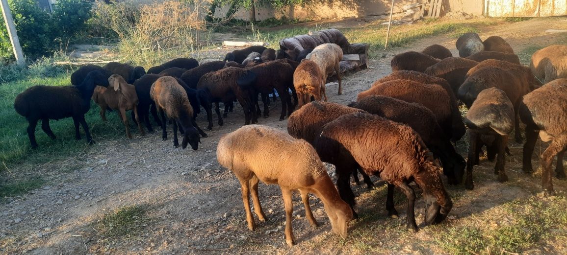 Qirgizistondan kelgan toza zotli qòzi qochqorlar
